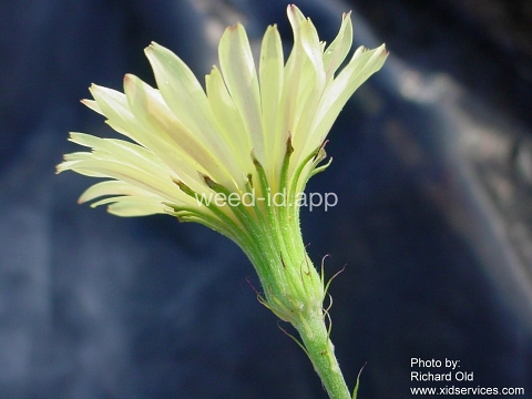 falsedandelion, Carolina